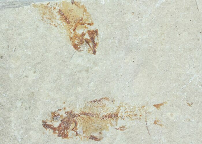 Bargain, Pair of Cretaceous Fossil Fish - Lebanon #70021